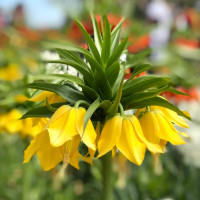 Фритиллария Lutea