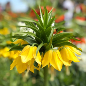 Фрітіларія Lutea