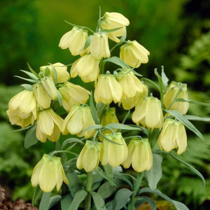 Фритиллярия Pallidiflora