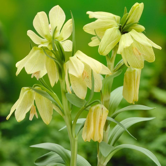 Купити Фрітіларія Pallidiflora в Києві