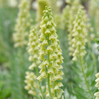 Фрітіларія  Persica Ivory Bells