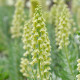 Купити Фрітіларія Persica Ivory Bells в Києві
