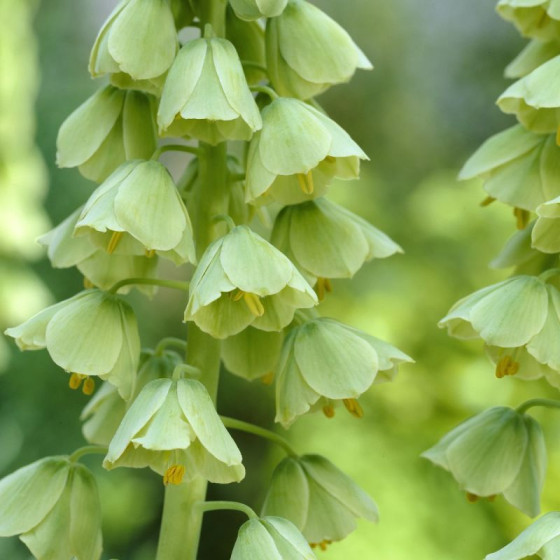 Купити Фрітіларія Persica Ivory Bells в Києві