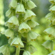 Купити Фрітіларія Persica Ivory Bells в Києві