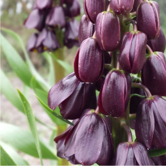 Купити Фрітіларія Persica Purple Favorite в Києві