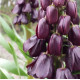 Купити Фрітіларія Persica Purple Favorite в Києві