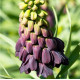 Купити Фрітіларія Persica Purple Favorite в Києві