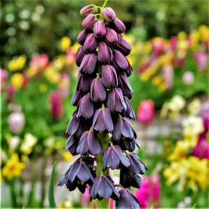 Фрітіларія Persica Purple Favorite