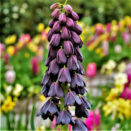 Купити Фрітіларія Persica Purple Favorite в Києві