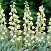 Фрітіларія Persica White