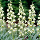Купити Фрітіларія Persica White в Києві