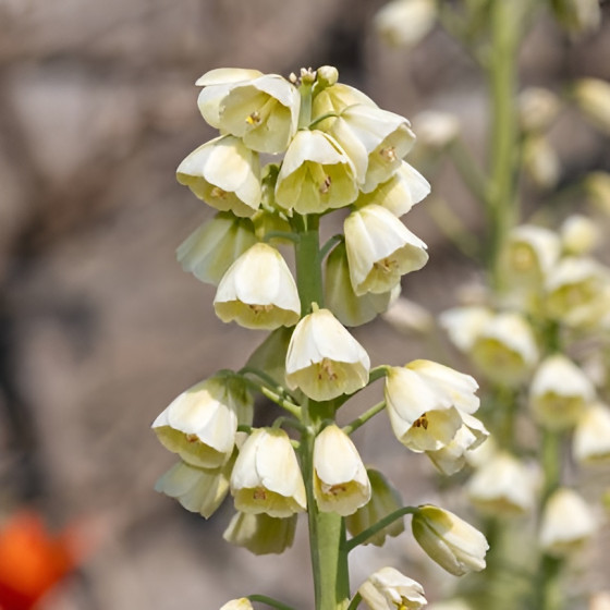 Купити Фрітіларія Persica White в Києві