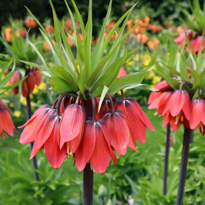 Фритилария Red Beauty