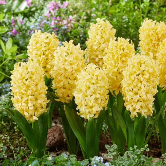 Купити Гіацинт Golden Crown 15/16 в Києві