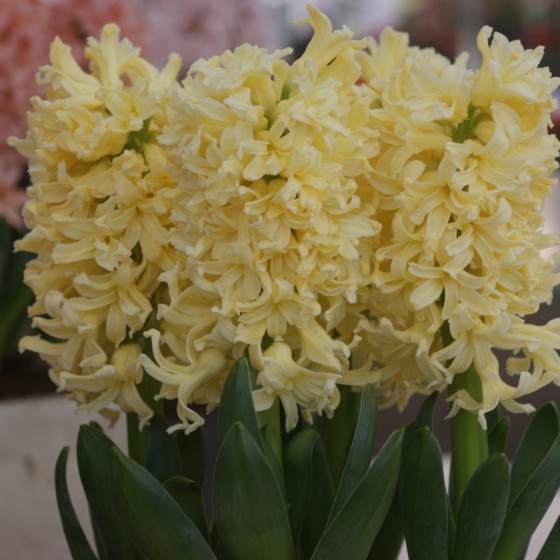 Купити Гіацинт Golden Crown 15/16 в Києві
