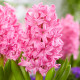 Купити Гіацинт Pink Pearl (Рожевий) в Києві