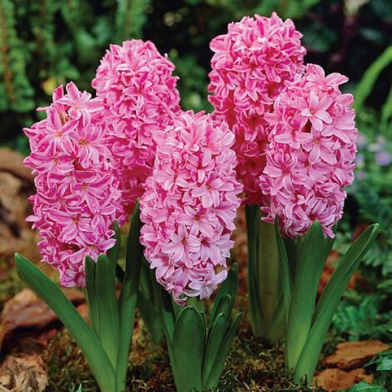 Купити Гіацинт Pink Pearl (Рожевий) в Києві