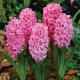 Купити Гіацинт Pink Pearl (Рожевий) в Києві