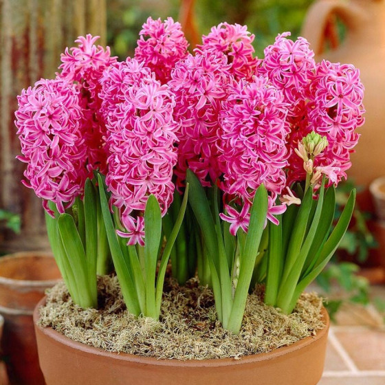 Купити Гіацинт Pink Pearl (Рожевий) в Києві