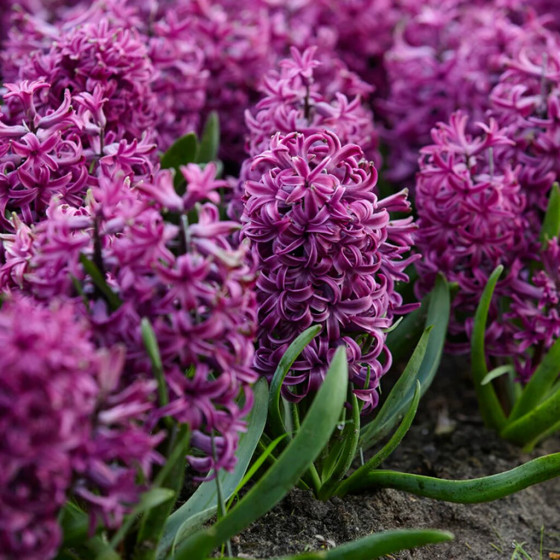 Купити Гіацинт Purple Sensation в Києві