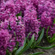 Купити Гіацинт Purple Sensation в Києві