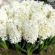 Купити Гіацинт махровий Snow Crystal в Києві