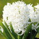 Купити Гіацинт White Pearl в Києві