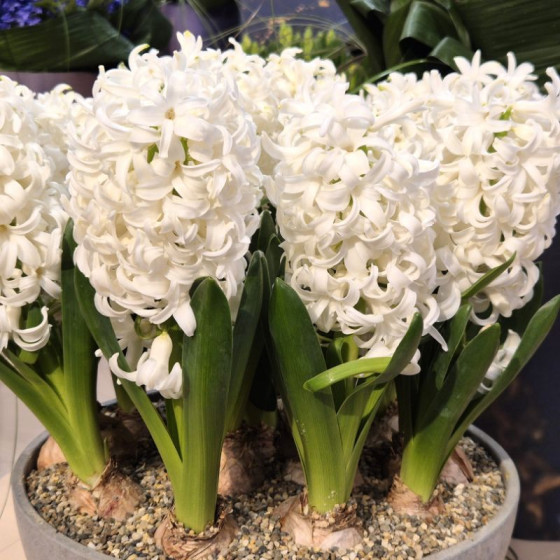Купити Гіацинт White Pearl в Києві