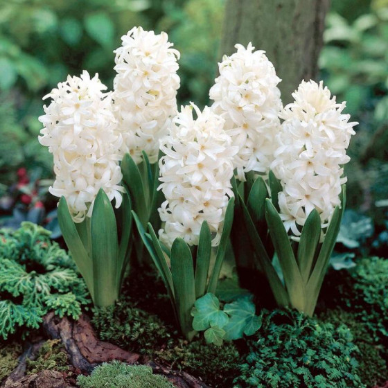Купити Гіацинт White Pearl в Києві