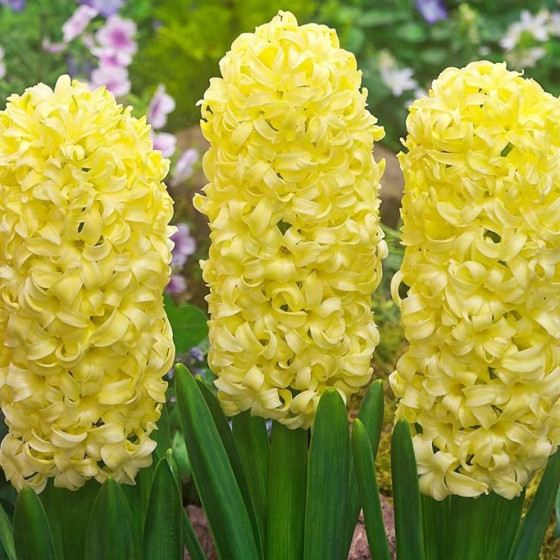 Купити Гіацинт Yellow Stone (Жовтий) в Києві