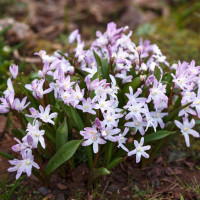 Хіонодокса forbesii Pink Giant