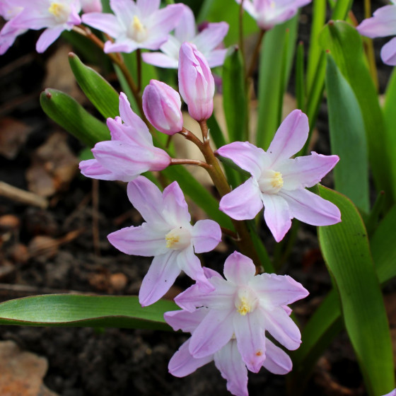 Купити Хіонодокса forbesii Rosea в Києві
