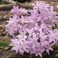 Хіонодокса forbesii Rosea