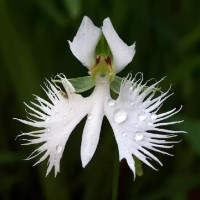 Поводник (Habenaria) Aoba