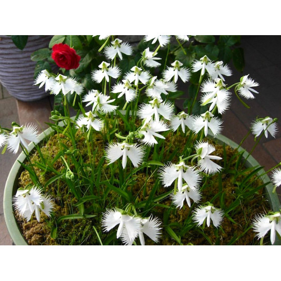 Купити Поводник (Habenaria) Aoba в Києві