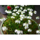 Купити Поводник (Habenaria) Aoba в Києві