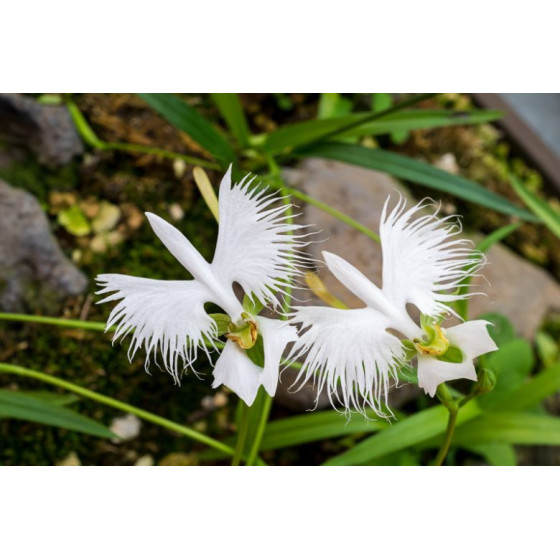 Купити Поводник (Habenaria) Aoba в Києві