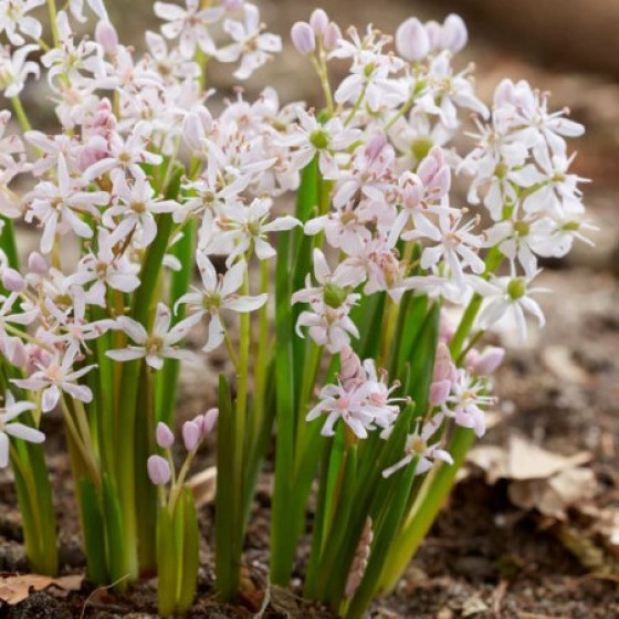 Купити Пролісок (Сцилія) Rosea в Києві