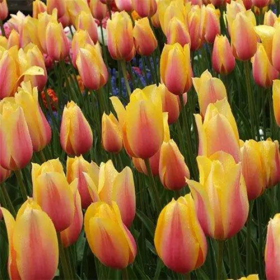 Купити Тюльпан Гігант Blushing Lady в Києві