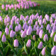 Купити Тюльпан простий Candy Prince в Києві
