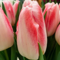 Тюльпан тріумф Dutch Pearl Тюльпан тріумф Dutch Pearl