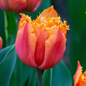 Тюльпан махровый отороченный Orange Passion