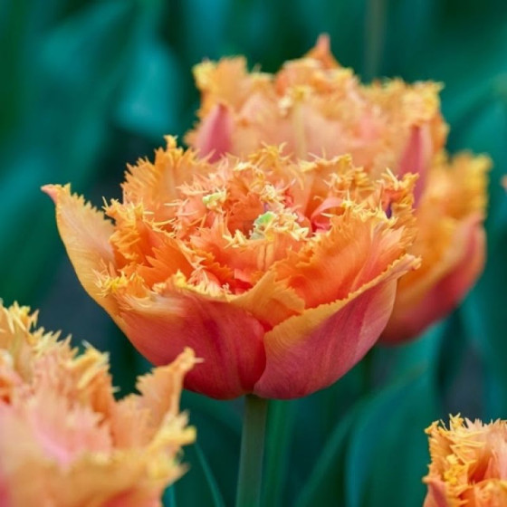 Купити Тюльпан махровий оторочений Orange Passion в Києві