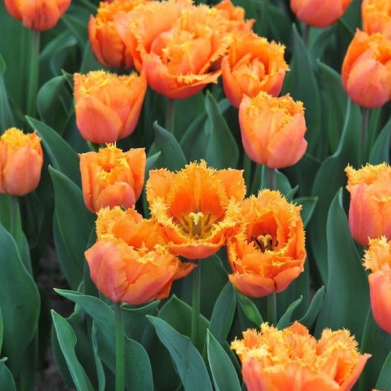 Купити Тюльпан махровий оторочений Orange Passion в Києві