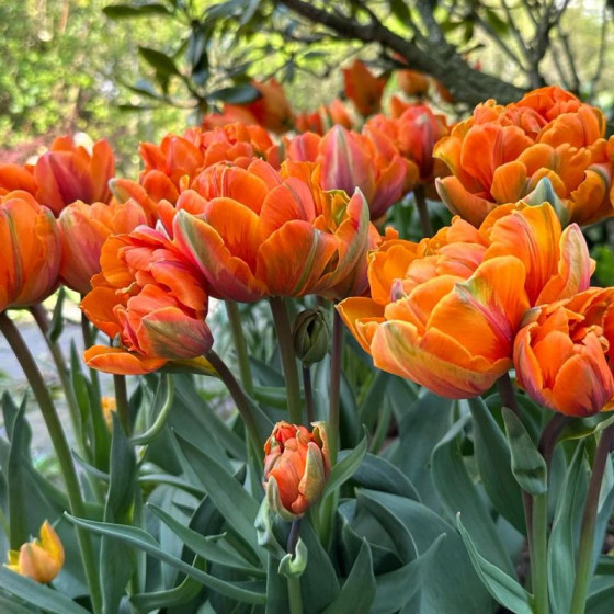 Купити Тюльпан Махровий Orange Princess в Києві