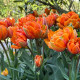 Купити Тюльпан Махровий Orange Princess в Києві