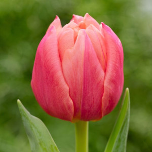 Тюльпан махровий Pink Symbiose