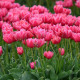 Купить Тюльпан махровый Pink Symbiose в Киеве