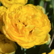 Купити Тюльпан махровий Yellow Pompenette в Києві