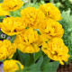 Купити Тюльпан махровий Yellow Pompenette в Києві